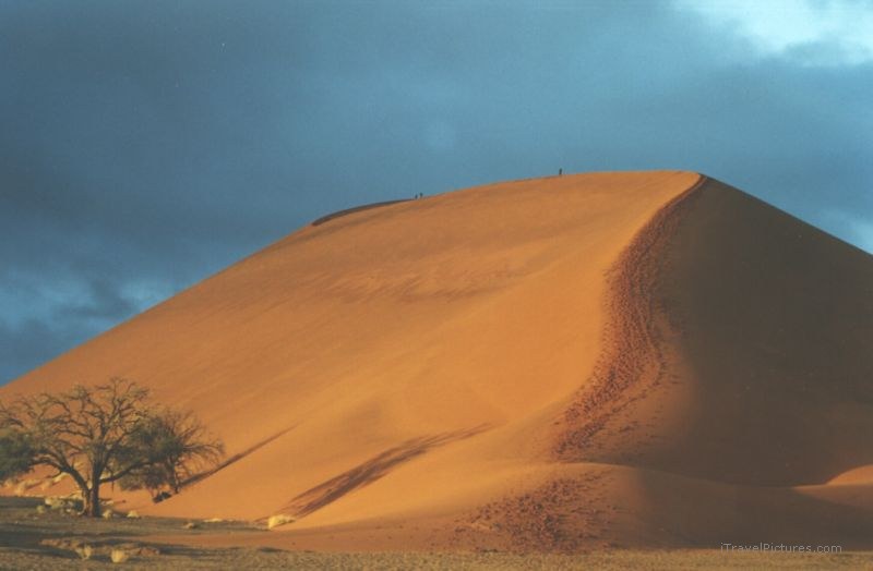 Sossusvlei sand dune 45 namib desert tree
